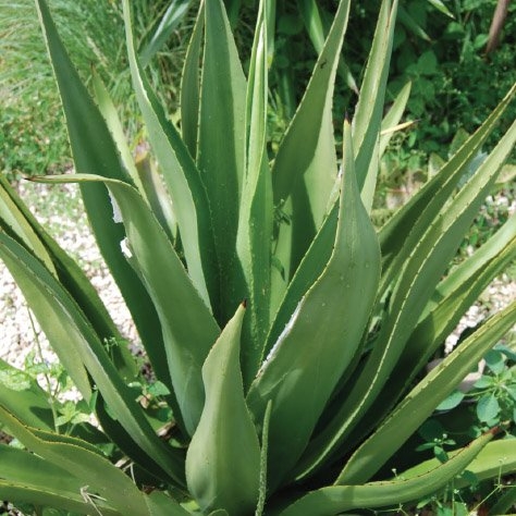 Natural sweetness from THE WILD AGAVE
